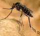 Man gone into coma after mosquito byte