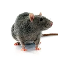 Case filed against a man after he killed a rat by drowning it in drainage