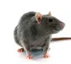 Case filed against a man after he killed a rat by drowning it in drainage