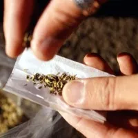 Mephedrone worth Rs 478 crore seized in Gujarat