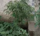 Police Busted ganja cultivation in a home garden at markapur prakasam district