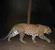 Leopard spotted at Bengaluru suburb