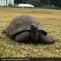 Worlds Oldest Tortoise Jonathan Turns 190