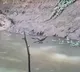 Viral Video Shows Reptile Walking On Water