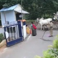 Telangana farmer fined after ox urinates in front of Singareni office