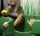 Elon Musk brain implant firm Neuralink under scanner after 1500 animal deaths