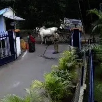 Farmer fined for his Ox urinate in front of Singareni company