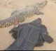 Man Wears Crocodile Costume And Teases Reptile Internet Shocked