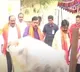 Cow hits GVL Narasimha Rao with back leg