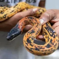 Snake found on Air India Express flight after landing at Dubai
