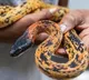 Snake found on Air India Express flight after landing at Dubai
