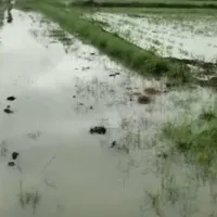 Heavy rains lashes AP South Coastal districts