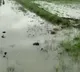 Heavy rains lashes AP South Coastal districts