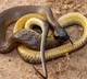 Inland Taipan termed as most venomous snake in the world