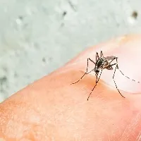 Zika Virus First case in Karnataka 5 yr old girl tests positive