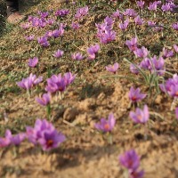 Valley's saffron is the Kashmiri gold