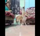 Woman plays hide and seek with dog in adorable viral video Harsh Goenka loves it