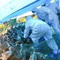 Bird Flu in Kerala