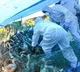 Bird Flu in Kerala