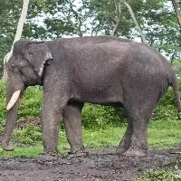 Elephants transported from Kerala for marriage of TN ministers son
