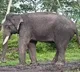 Elephants transported from Kerala for marriage of TN ministers son