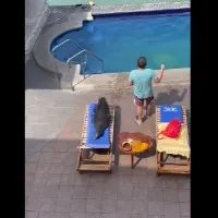 Anand Mahindra shares video of seal taking a dip in the pool What followed next will make you go ROFL