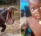 Hippo swallows 2 year old boy in Uganda spits him out alive