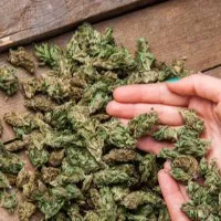 Software engineers caught with Ganja in sileru