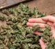Software engineers caught with Ganja in sileru