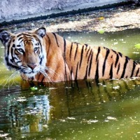 Minor girl mauled to death by tiger