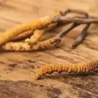 Chinese intruded into Indian territory for collecting rare Himalayan herb Keeda Jadi