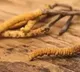 Chinese intruded into Indian territory for collecting rare Himalayan herb Keeda Jadi