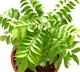 Curry Leaves Can Help You Prevent Chest Congestion