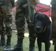 Bsf Dog Deployed On Bangladesh Border Gets Pregnant