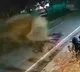 Bengaluru Traffic Cops Advice As Elephant Hits Bike Parked On Road
