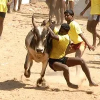 Tamilnadu govt gives nod to Jallikattu