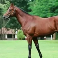 Two imported racehorses killed in bee attack in Tumakuru