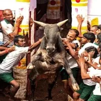 20 people injured in jallikattu competition in Thachankurichi