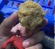 Fungus Found In Bhadrachalam Sita Ramachandraswamy Temple prasadam