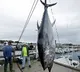 Tuna garners two crores in auction