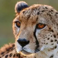 Cheetah Takes Huge Strides To Reach Top Speed Vedio Internet Mesmerised