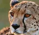 Cheetah Takes Huge Strides To Reach Top Speed Vedio Internet Mesmerised