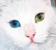 Cat theft in Hyderabad