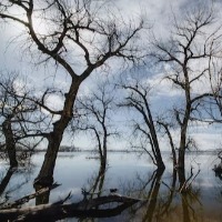 Scientists predict India's southern states to lose half of their mangroves by 2070