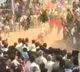 Jallikattu starts in Anuppalle village in Tirupati district