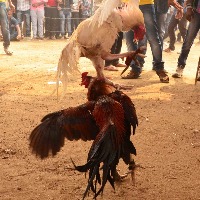 Cockfights claim two lives in Andhra Pradesh