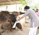 Pawan Kalyan feeds cows on Kanuma festival