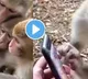 Union Minister Kiren Rijiju posts clip of monkeys scrolling through a smartphone