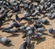 Woman poisoned 35 pigeons for revenge on neighbours