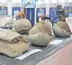 rare dinosaur nests in Narmada valley